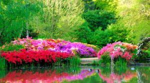 Flowers in a park water and ducks